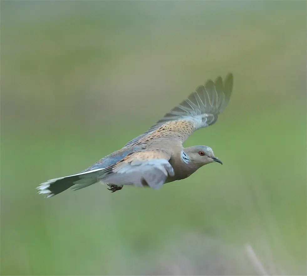 Turtle Dove