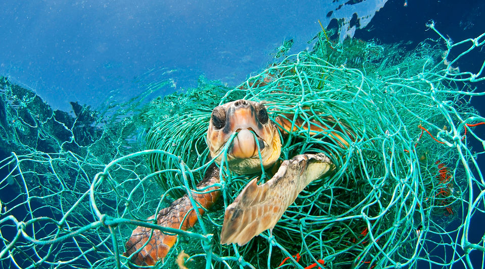 Turtle in net