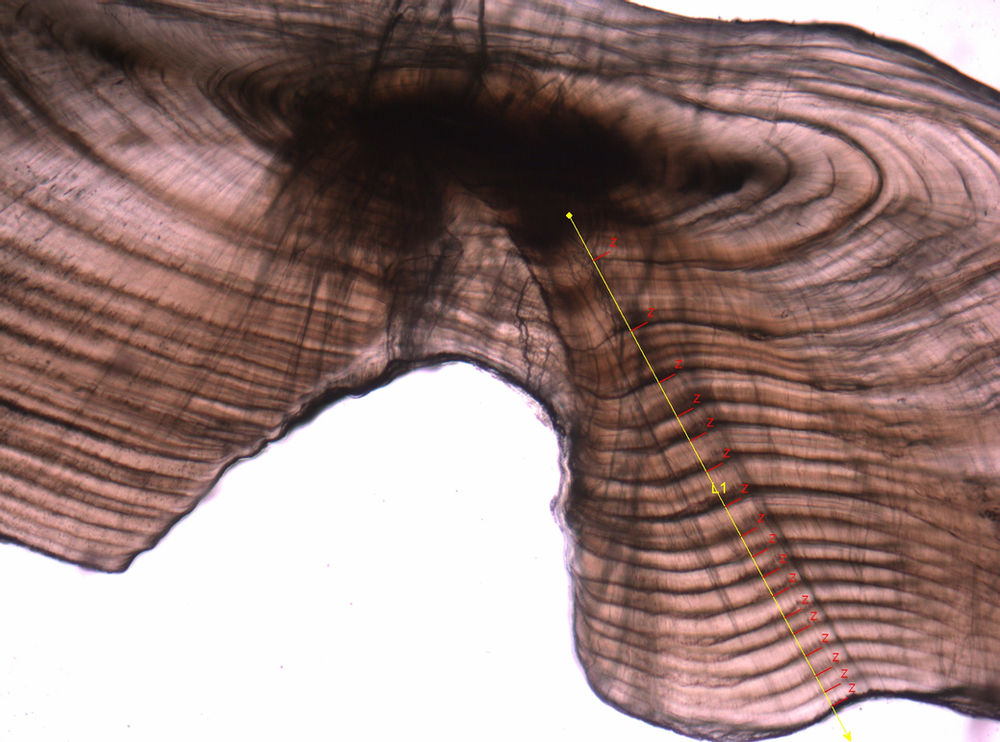 What's in a fish ear bone