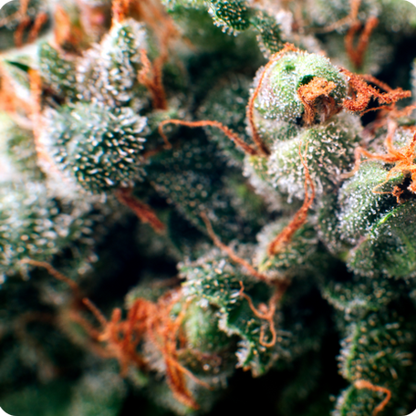 Avenue Cannabis Flower Menu
