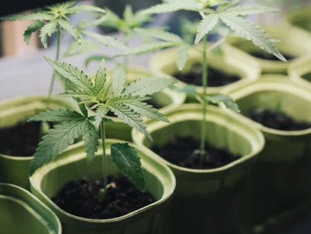 What’s the Deal with THC, CBD, and CBG?