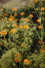 kaboompics_wildflowers-in-full-bloom-a-burst-of-color-in-nature-36552.jpg