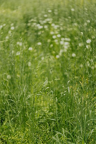 kaboompics_dandelions-in-green-grass-11218 copy.jpg