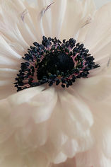kaboompics_warm-floral-backgrounds-with-soft-natural-light-38695.jpg