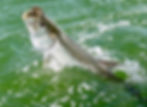 TARPON FISHING