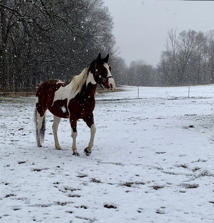 Snowbird Horses