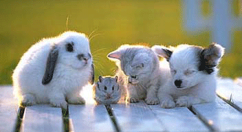 Cuccioli