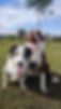 Dog Harmony Browns