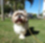 Amy% Dog Harmony_edited.jpg