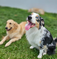 DOG HARMONY BRO.jpeg