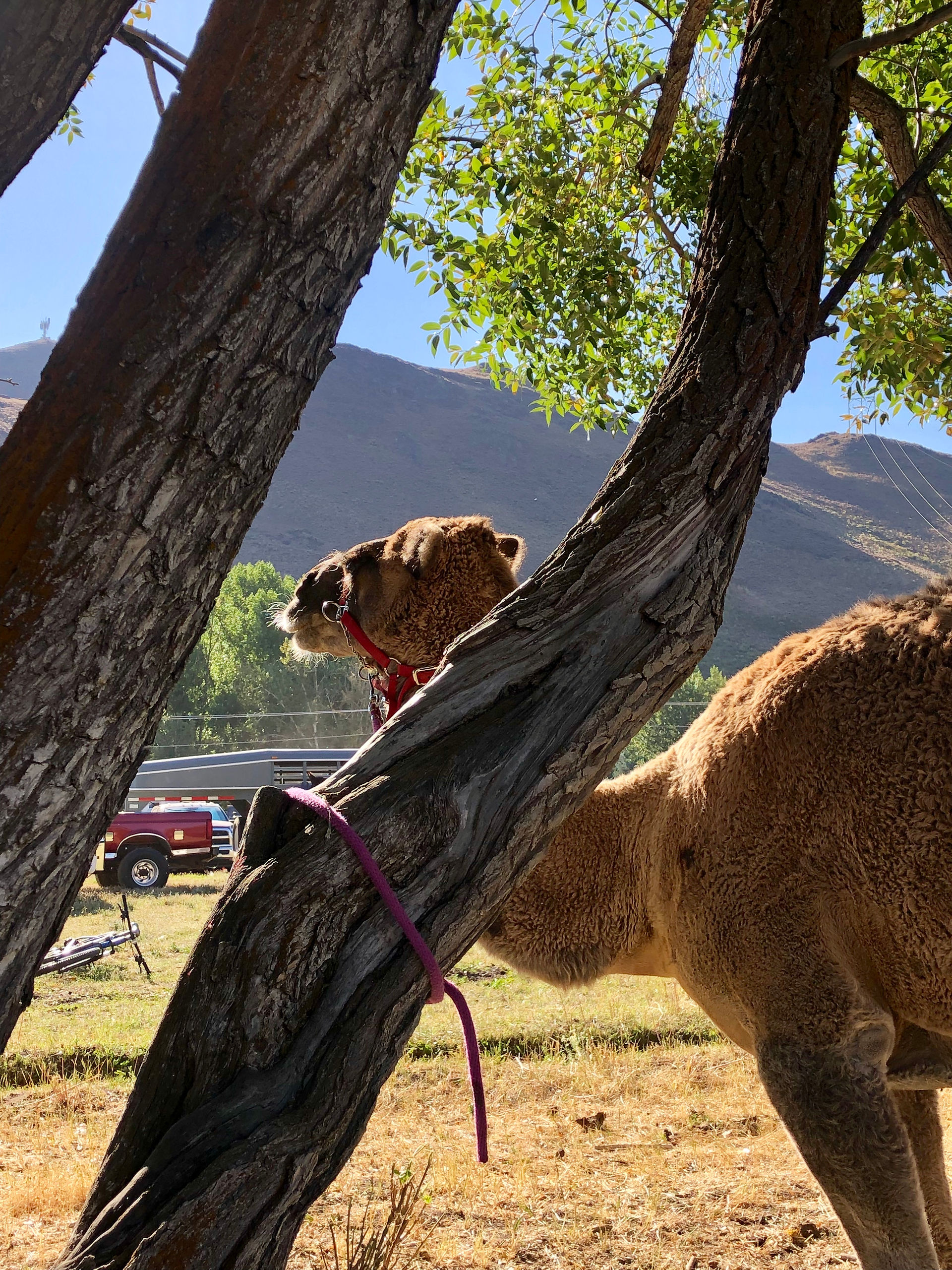 Hump Daaaaay!