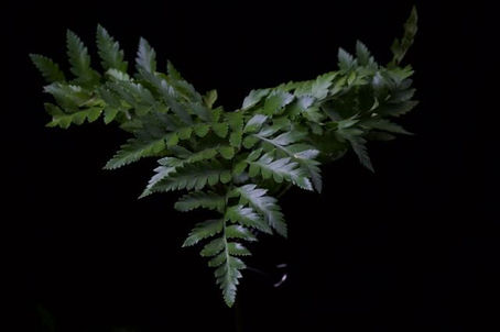Photograph of a fern frond against a black background, moody lighting 