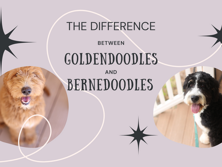 What is the Difference Between Goldendoodles and Bernedoodles?