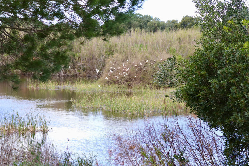 Rio Formosa