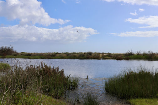 Rio Formosa