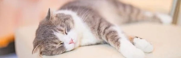 nyankoIMG_7270_TP_V4.jpg