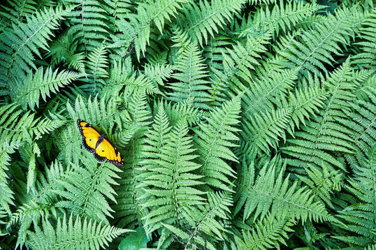 SWALLOWTAIL_FERN