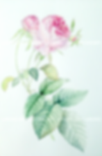 Rose_edited_edited