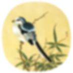 仿宋工筆團扇畫_竹鳩