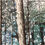 Thumbnail: Patterned Forest