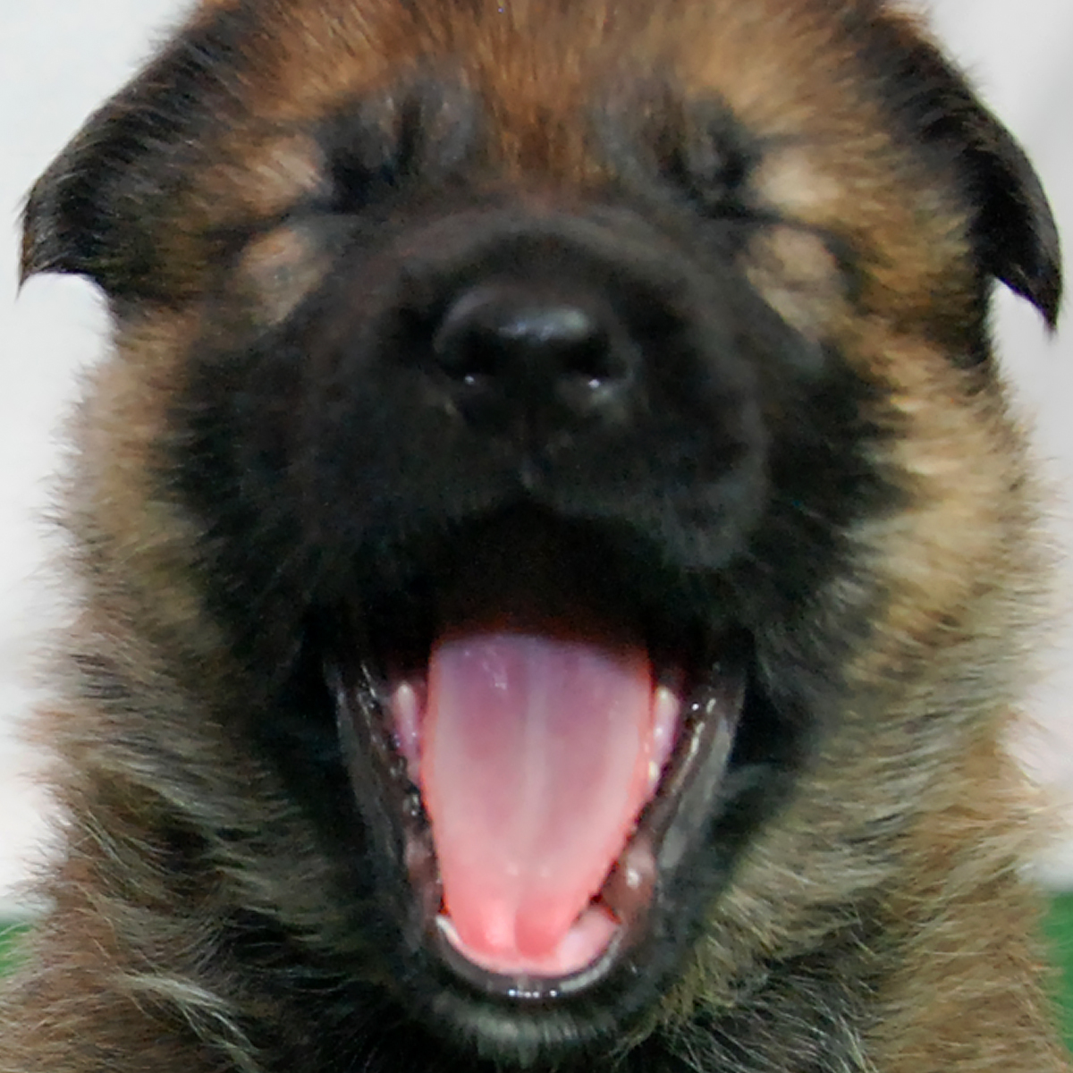 Wundherhund German Shepherd Dogs logo