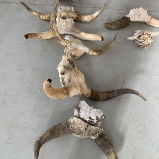 ANIMAL SKULL HORNS
