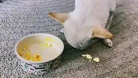 Chihuahua Orlando frisst neben seinem Futternapf auf einem grauen Teppich.