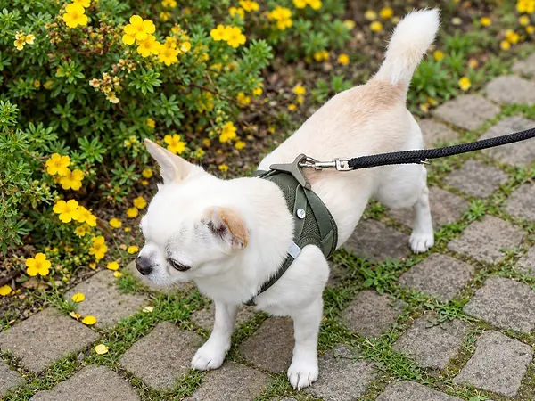 Orlando, ein creme-weißer Chihuahua, trägt ein olivgrünes Curli-Geschirr an einer schwarzen Leine neben gelben Blüten.