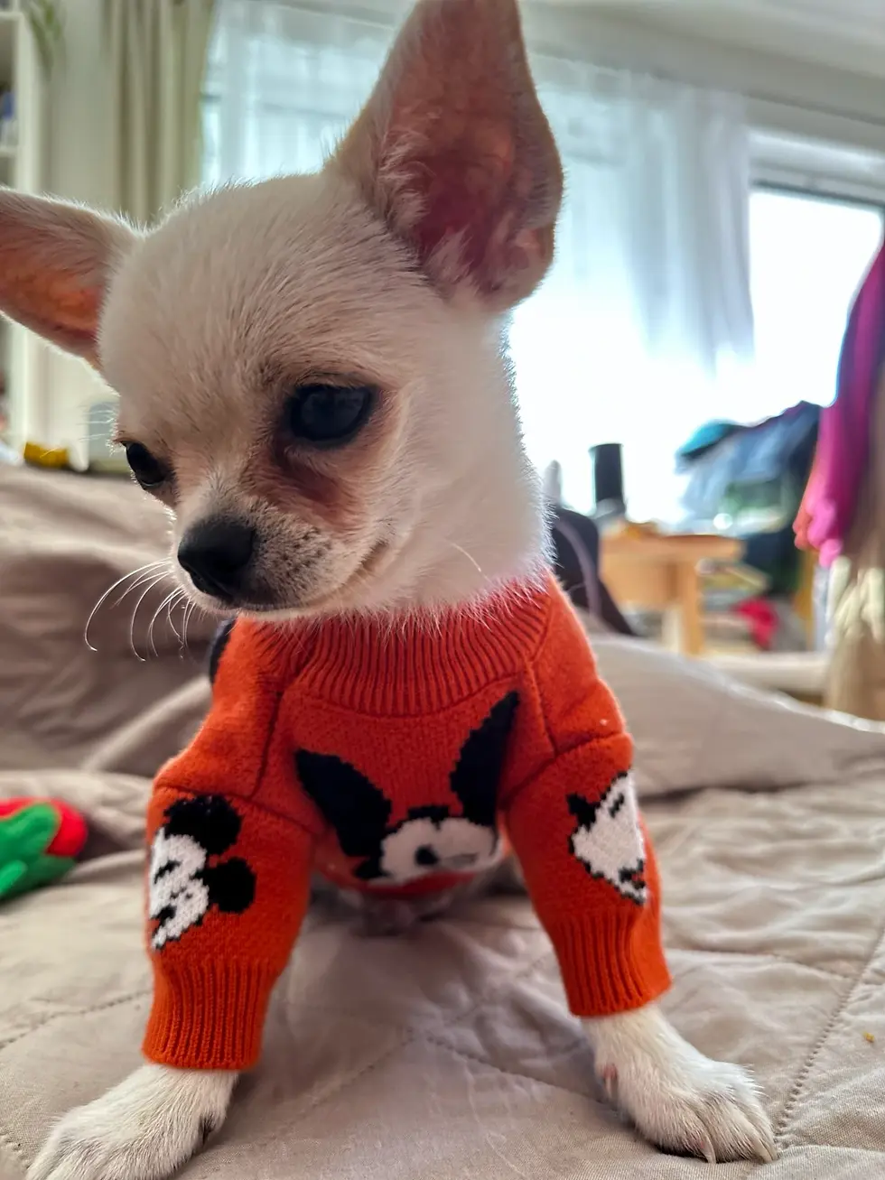 Chihuahua Orlando schaut aufmerksam – Beispiel für den typischen Chihuahua Charakter