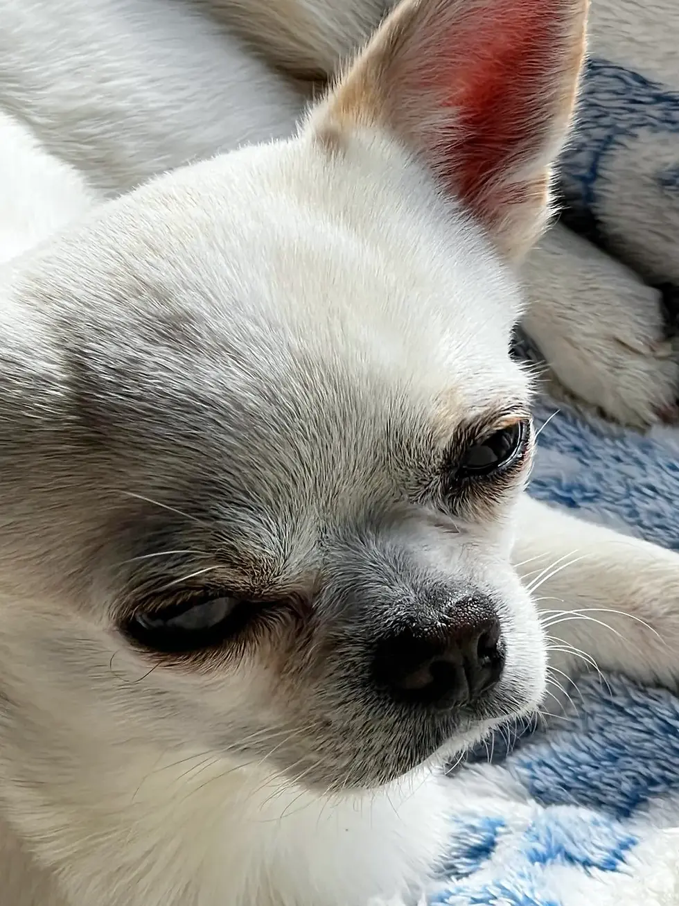 Chihuahua anhänglich – Orlando schaut treu zu seinem Besitzer
