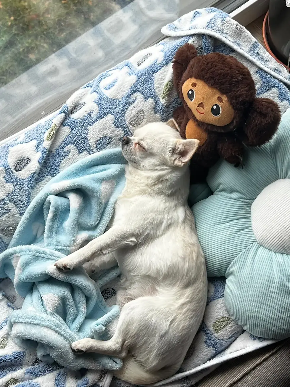Chihuahua schläft nachts ruhig im Bett – Tipps wenn dein Chihuahua nachts bellt
