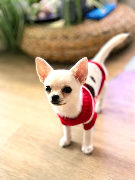 Chihuahua Welpe Orlando – Chihuahua Welpen Erziehung Schritt für Schritt