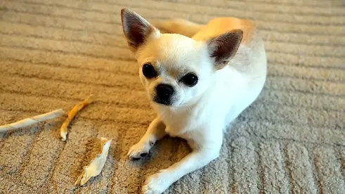 Chihuahua Orlando liegt entspannt auf einem Teppich und schaut aufmerksam in die Kamera