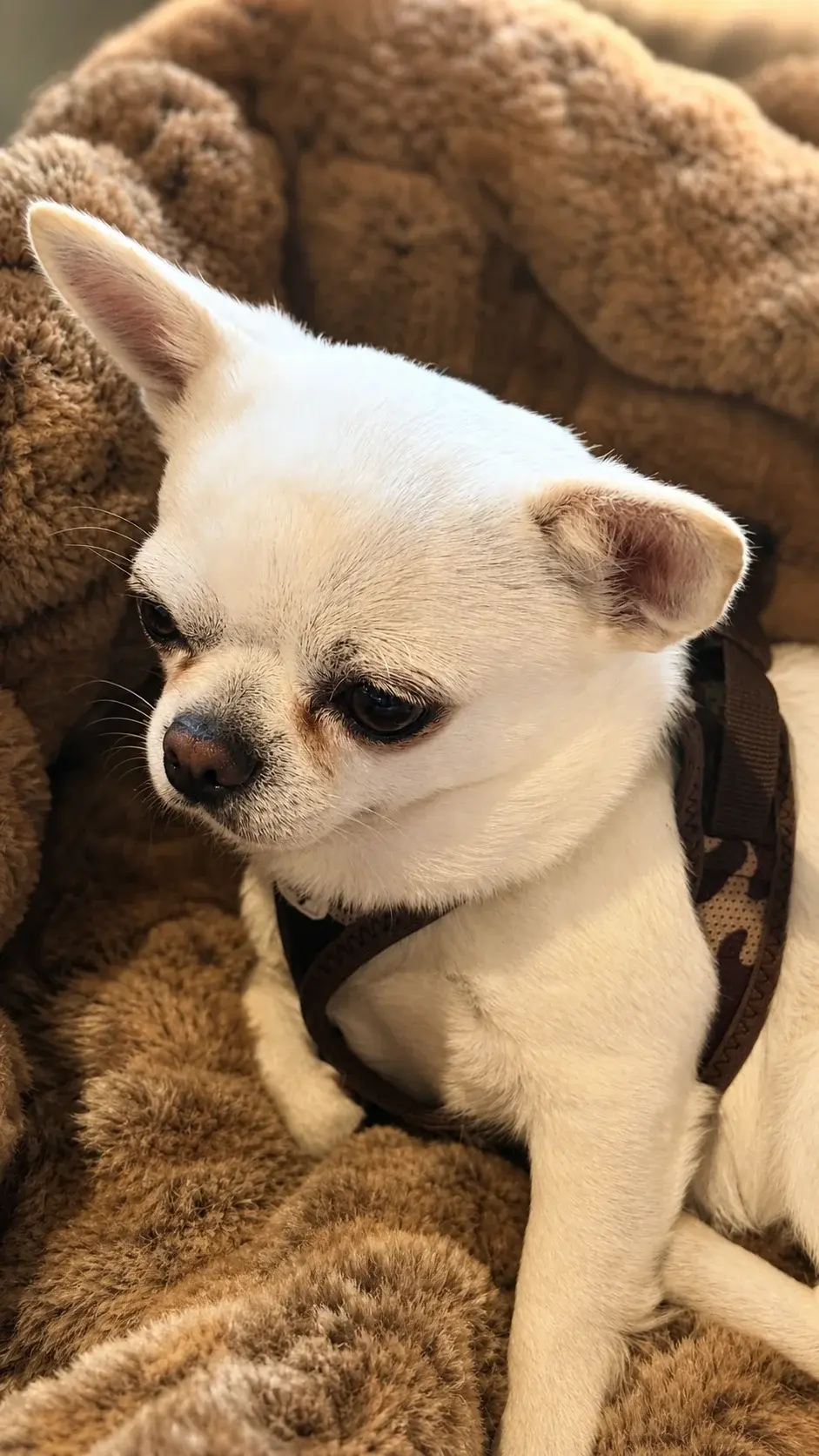 Chihuahua Orlando liegt ruhig auf einer Decke, passend zum Ratgeber über Hundegesundheit, Pflege und wichtige Warnzeichen.