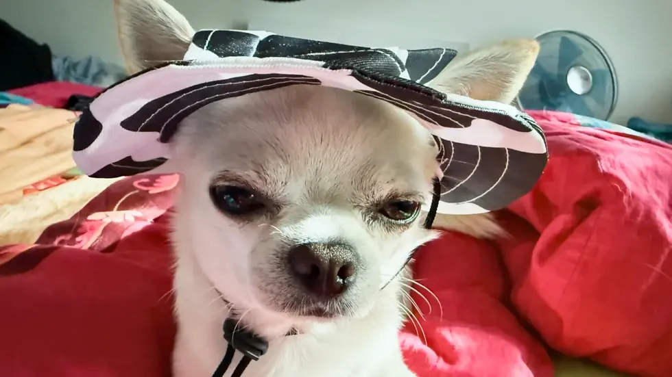 Chihuahua mit 3 Jahren liegt entspannt auf einer roten Decke und trägt eine kleine Mütze – Orlando zeigt seine ruhige und liebevolle Seite im Alltag
