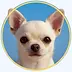 Chihuahua Orlando als freundliches Profilbild auf der Kontaktseite