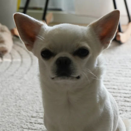 Chihuahua Orlando sitzt aufmerksam und beobachtet seine Umgebung, passend zum Blog über Bellen, Wachsamkeit und ruhiges Training.