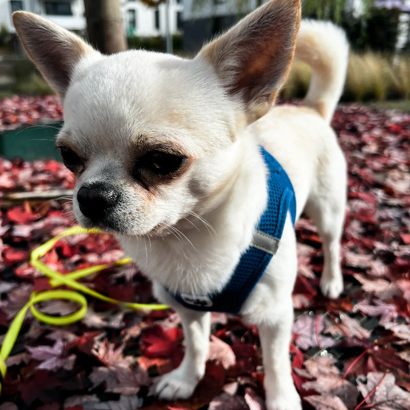 Chihuahua-Welpen stubenrein bekommen: So klappt es