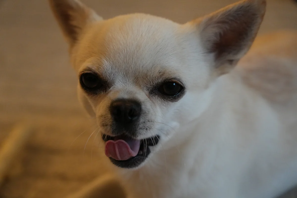 Nahaufnahme des weißen Chihuahua Orlando mit geöffnetem Maul