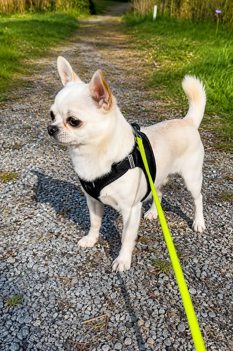 Chihuahua Orlando läuft aufmerksam auf einem Feldweg und bleibt nah bei seinem Menschen
