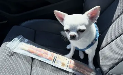 Chihuahua Orlando sitzt im Auto neben seinem neuen Knochen aus einem Hundeladen in Düsseldorf.