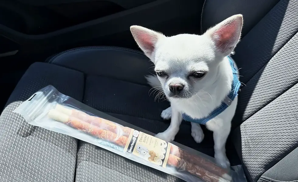 Chihuahua Orlando sitzt im Auto neben seinem neuen Knochen aus einem Hundeladen in Düsseldorf.