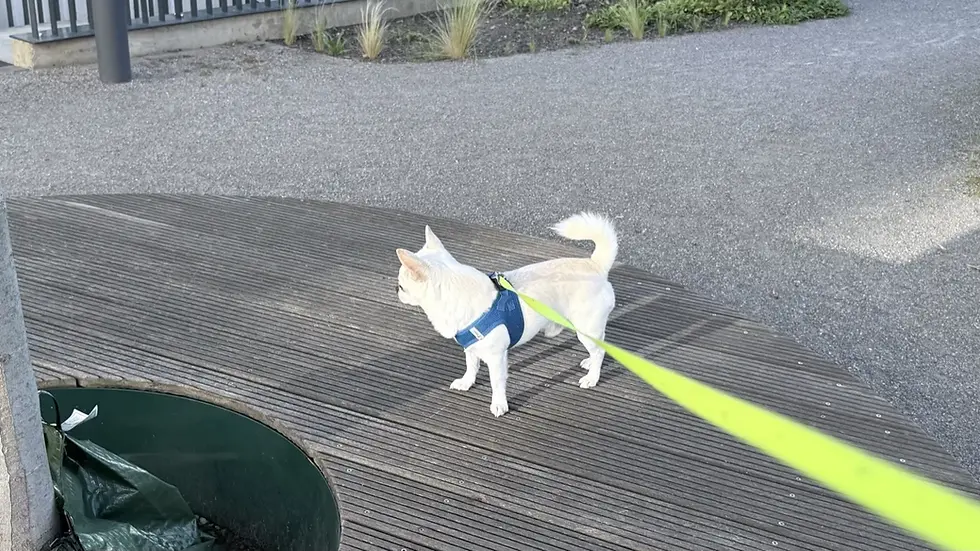 Chihuahua Orlando beim Sommer-Spaziergang auf warmem Boden, mit Fokus auf Hundepfoten vor Hitze schützen.