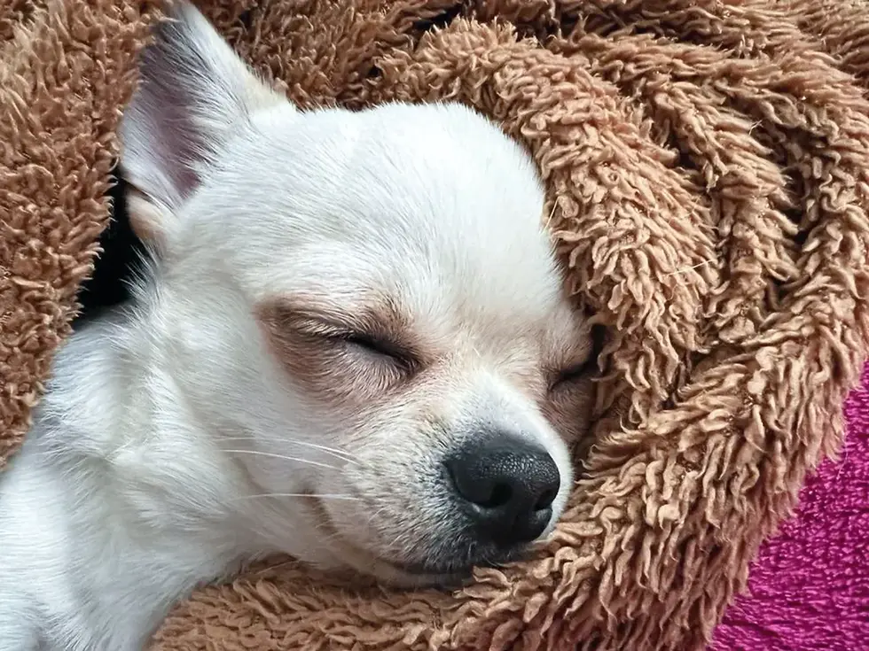 Chihuahua schläft entspannt auf Decke – Beispiel für gute Pflege und Wohlbefinden