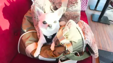 Chihuahua Orlando mit schwarzem Geschirr sitzt in einer offenen Tragetasche.
