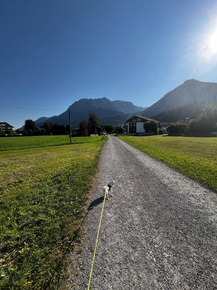 Orlando beim Spaziergang auf einem Weg in Oberstdorf mit Blick auf die Allgäuer Berge