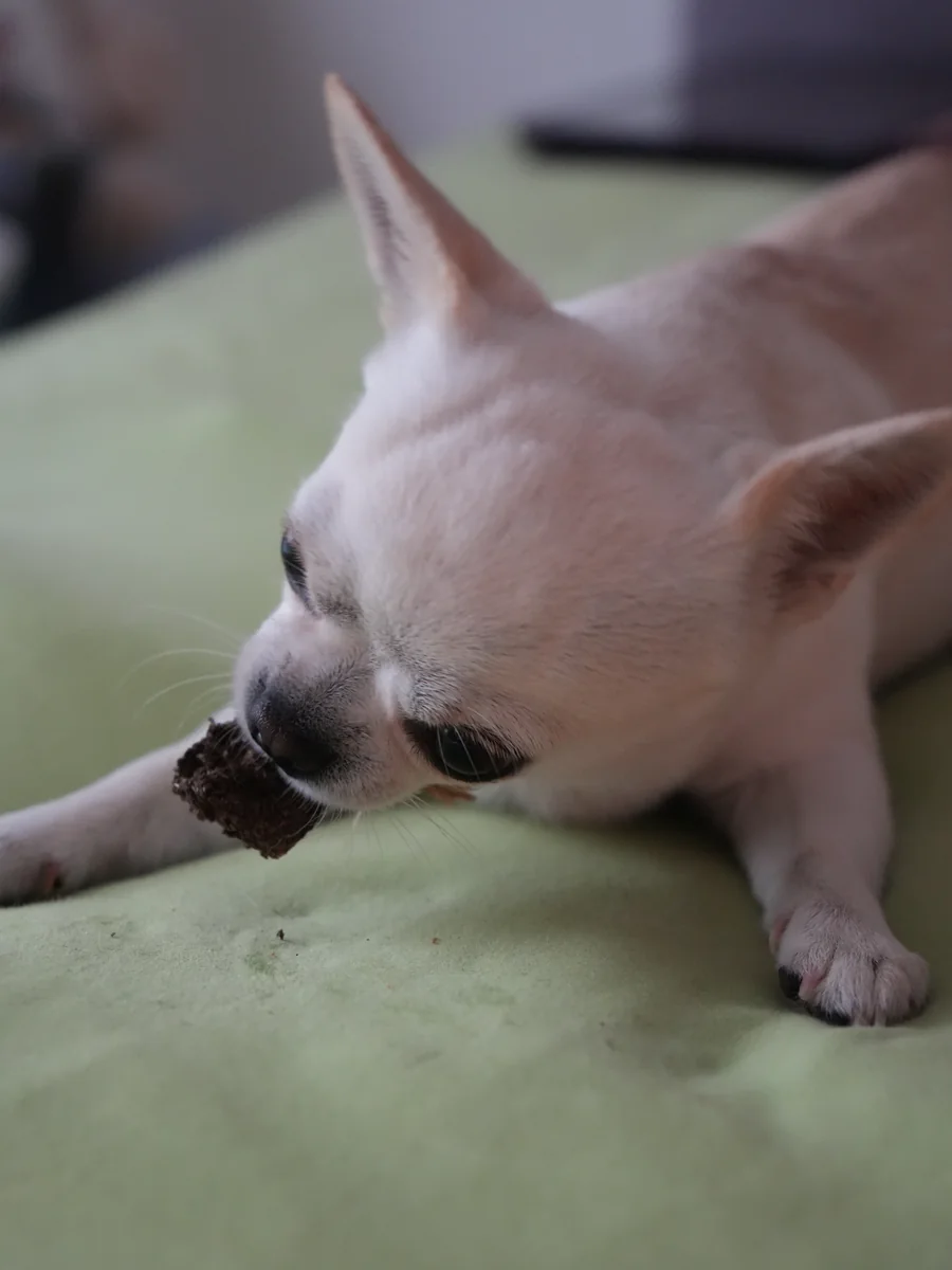 Weißer Chihuahua Orlando kaut auf einem weichen Kauartikel auf einer grünen Unterlage