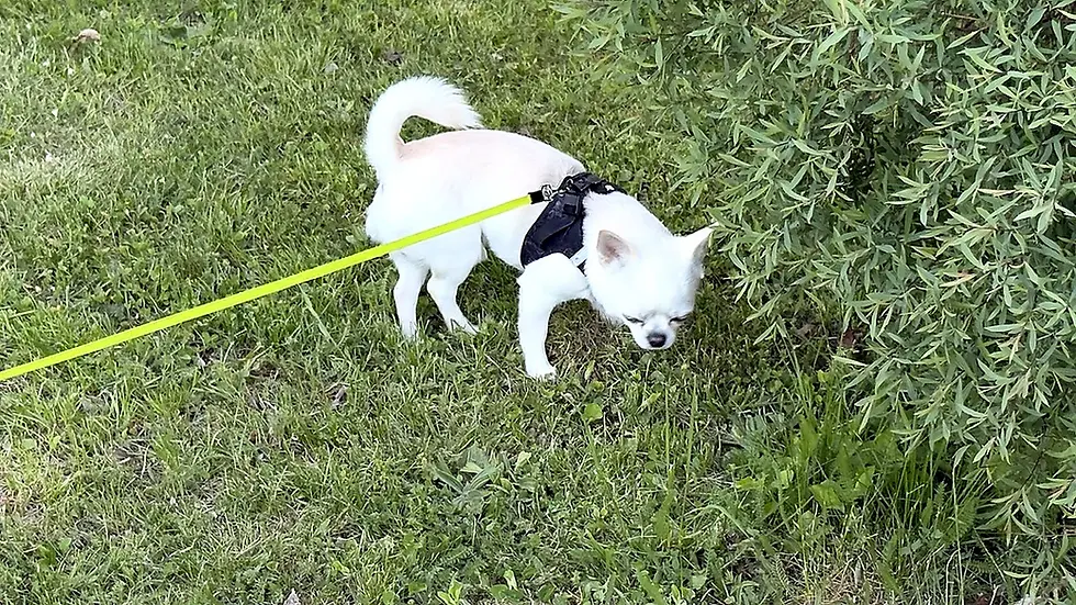 Chihuahua Orlando im Sommer, passend zu Tipps gegen Hitze, warme Wege und sichere Spaziergänge.
