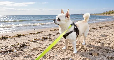 Chihuahua Orlando mit dunklem Geschirr und gelbgrüner Leine am Sandstrand.