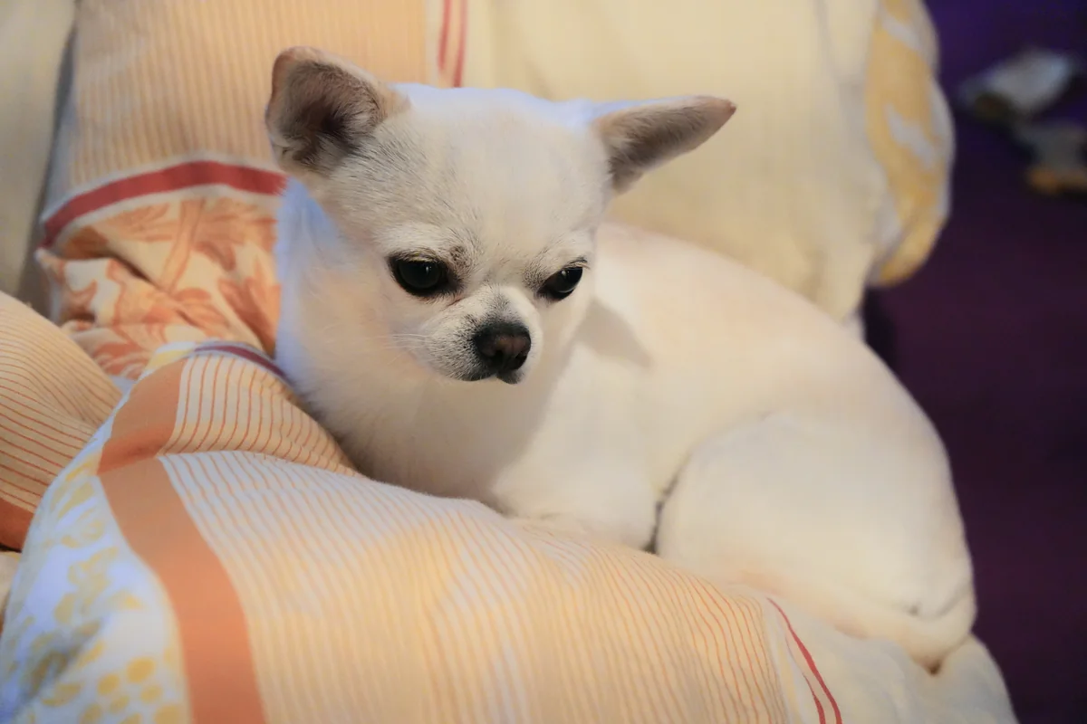 Weißer Chihuahua Orlando liegt auf einer cremefarbenen Decke und blickt aufmerksam zur Seite